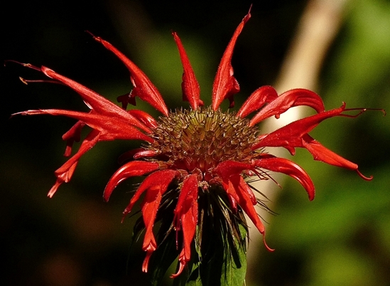 {Monarda didyma}